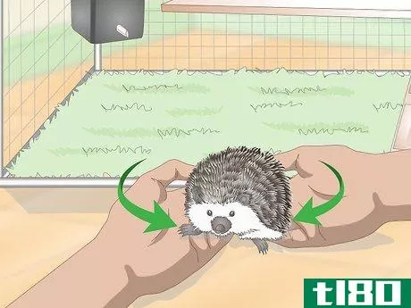 Image titled Carry a Hedgehog Step 12