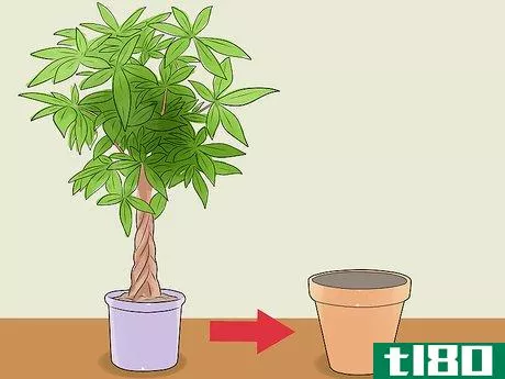 Image titled Care for a Money Tree Step 13