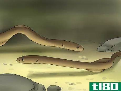 Image titled Catch Eels Step 10