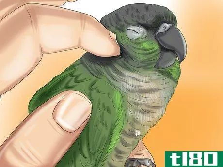 Image titled Care for a Conure Step 28