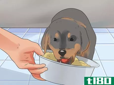 Image titled Care for Rottweilers Step 5
