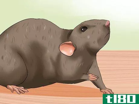 Image titled Care for a Pregnant Pet Rat Step 11