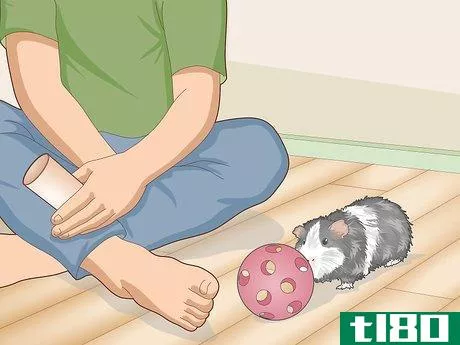 Image titled Care for an Outdoor Guinea Pig Step 14