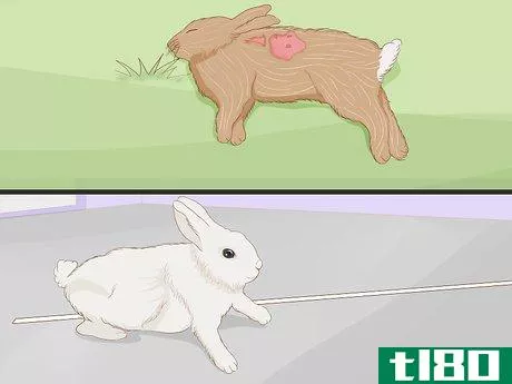 Image titled Care for an Injured Rabbit Step 13