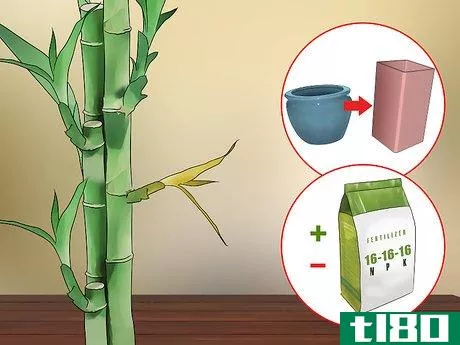 Image titled Care for an Indoor Bamboo Plant Step 13