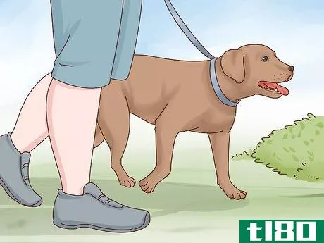 Image titled Care for a Labrador Retriever Step 3