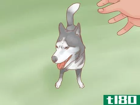Image titled Care for a Husky Step 10