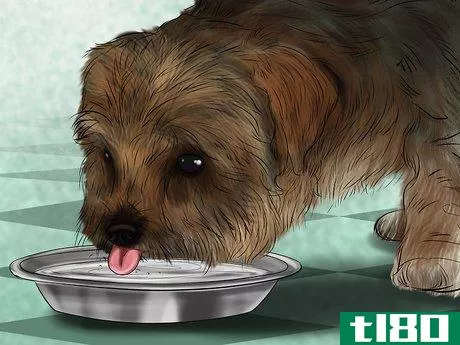 Image titled Care for an Australian Terrier Step 7