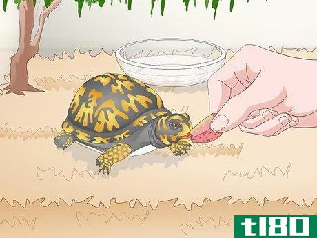 Image titled Care for an Eastern Box Turtle Step 13