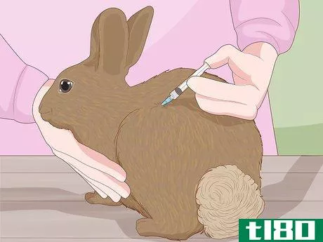 Image titled Care for a New Pet Rabbit Step 21