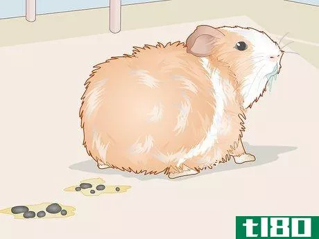 Image titled Care for a Guinea Pig with an Ear Infection Step 10