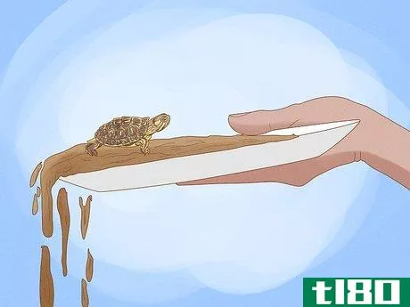 Image titled Catch a Turtle Step 10