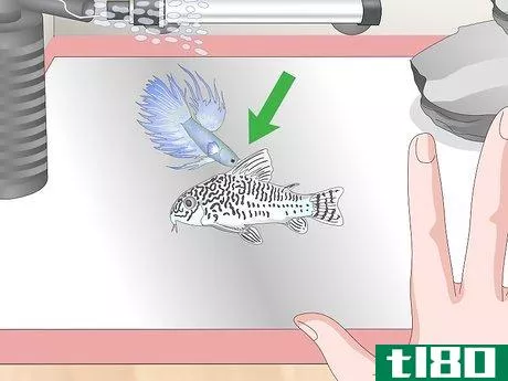 Image titled Care for a Crowntail Betta Fish Step 16