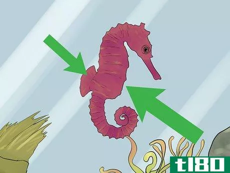 Image titled Care for a Seahorse Step 9