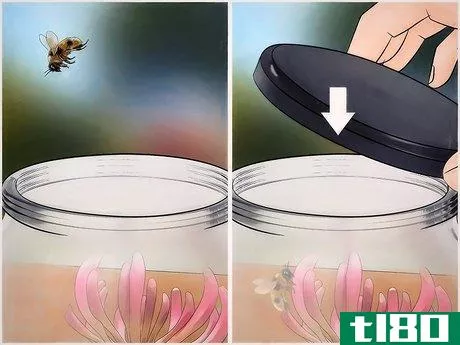 Image titled Catch a Bee Without Getting Stung Step 5