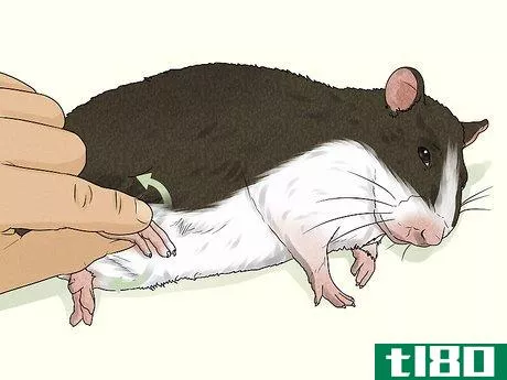 Image titled Care for a Rat That Had a Stroke Step 4