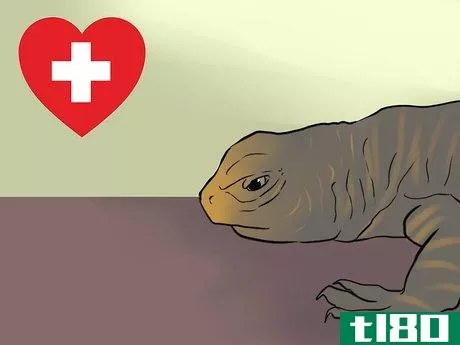 Image titled Care for Uromastyx Lizards Step 12