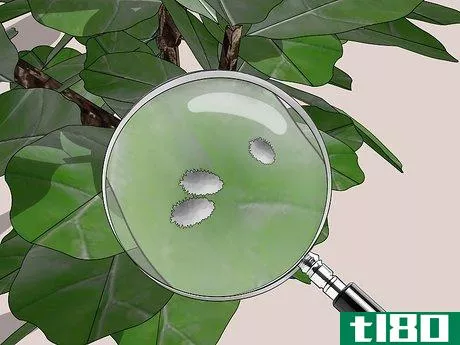 Image titled Care for a Fiddle Leaf Fig Step 9