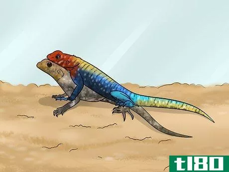Image titled Care for a Red‐Headed Agama Step 11