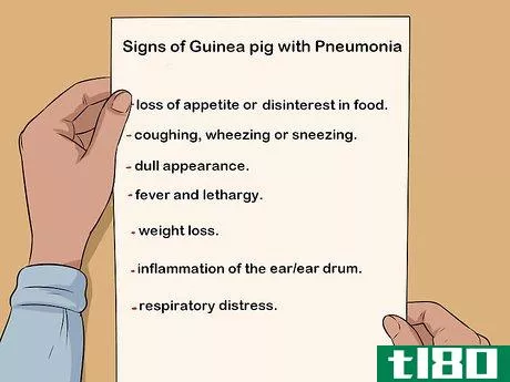 Image titled Care for a Guinea Pig with Pneumonia Step 1