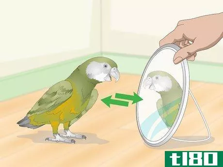 Image titled Keep a Senegal Parrot Entertained Step 13