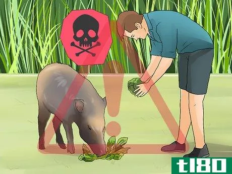 Image titled Care for a Javelina Step 8