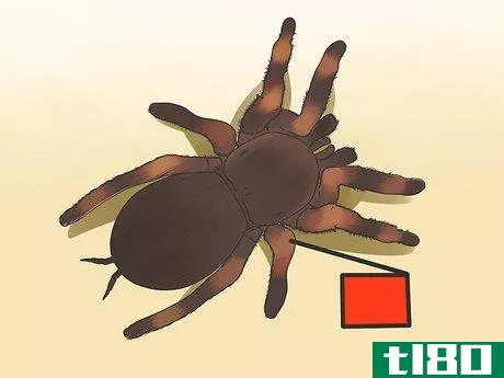 Image titled Identify a Tarantula Spider Step 3