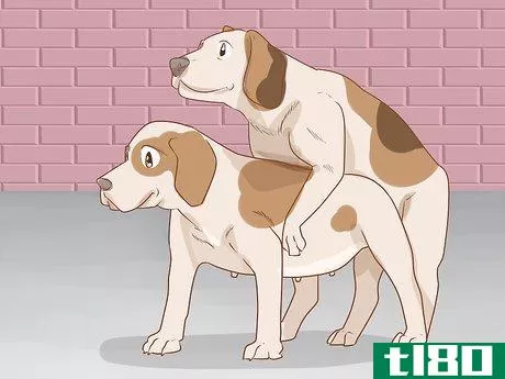 Image titled Care for a Dog Before, During, and After Pregnancy Step 4