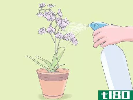 Image titled Care for Mini Orchids Step 12