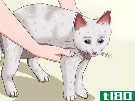 Image titled Catch a Cat Step 1