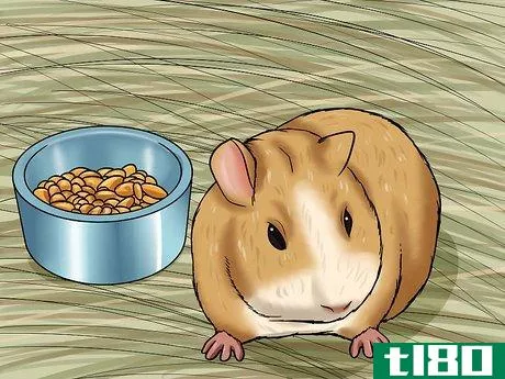 Image titled Care for a Dying Guinea Pig Step 1