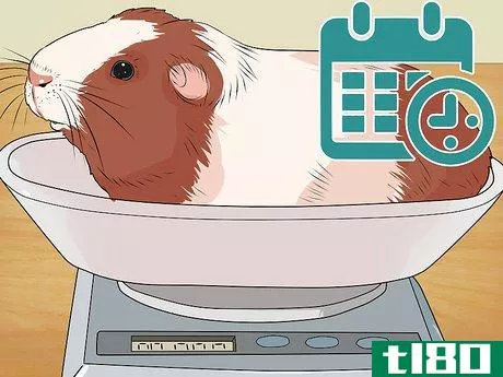 Image titled Care for a Guinea Pig with Pneumonia Step 14