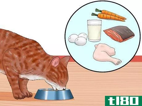 Image titled Care for an FIV Infected Cat Step 1