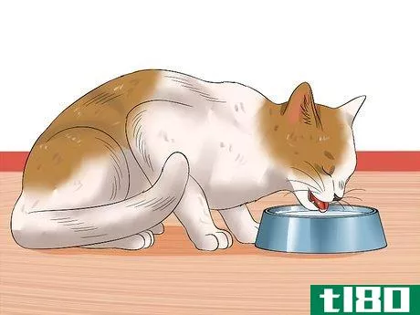 Image titled Keep a Cat Safe Outside Step 15