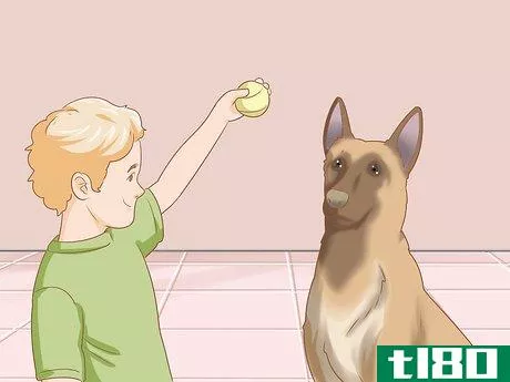 Image titled Care for a Belgian Malinois Step 4