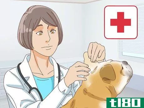 Image titled Care for a Dog's Torn Ear Step 12