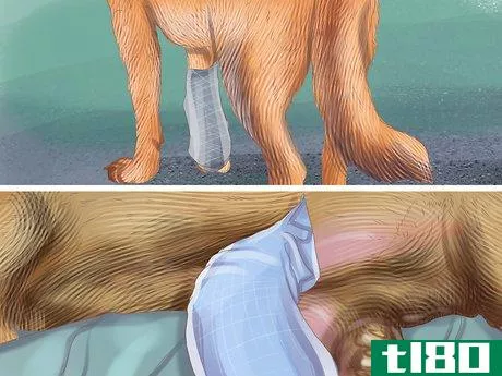Image titled Care for Your Pet's Bandages Step 5