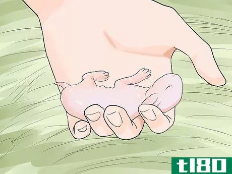 Image titled Care for Newborn Rabbits Step 4