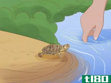 Image titled Catch a Turtle Step 9