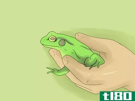 Image titled Care for a Green Frog Step 3