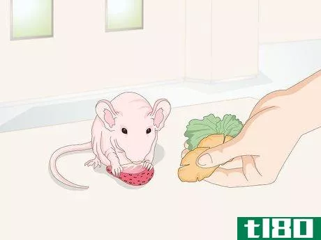 Image titled Care for a Hairless Rat Step 2