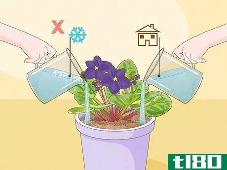 Image titled How Often Do You Water an African Violet Step 7