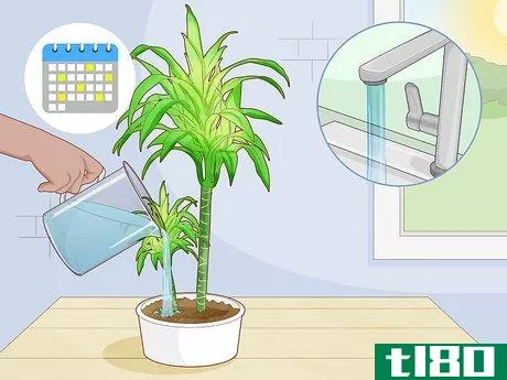 Image titled Care for a Dracaena Step 4