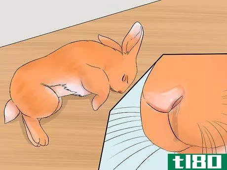 Image titled Care for Palomino Rabbits Step 15