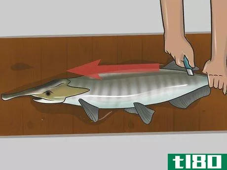 Image titled Catch Paddlefish Step 12.jpeg