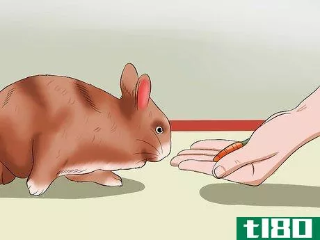 Image titled Care for Thrianta Rabbits Step 16