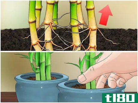 Image titled Care for an Indoor Bamboo Plant Step 10