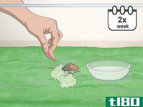 Image titled Care for a Madagascar Hissing Cockroach Step 7