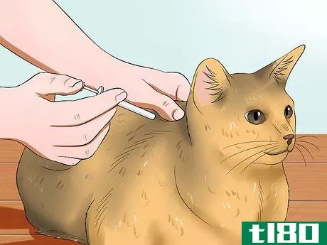 Image titled Care for an FIV Infected Cat Step 4