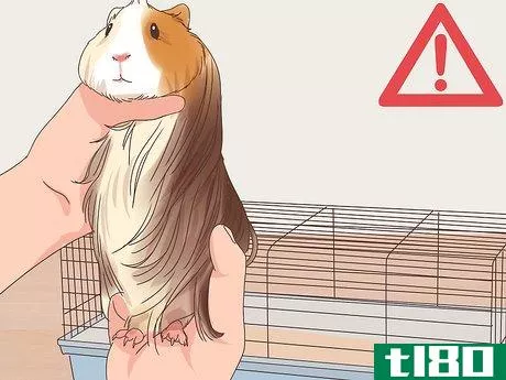 Image titled Care for a Coronet Guinea Pig Step 14
